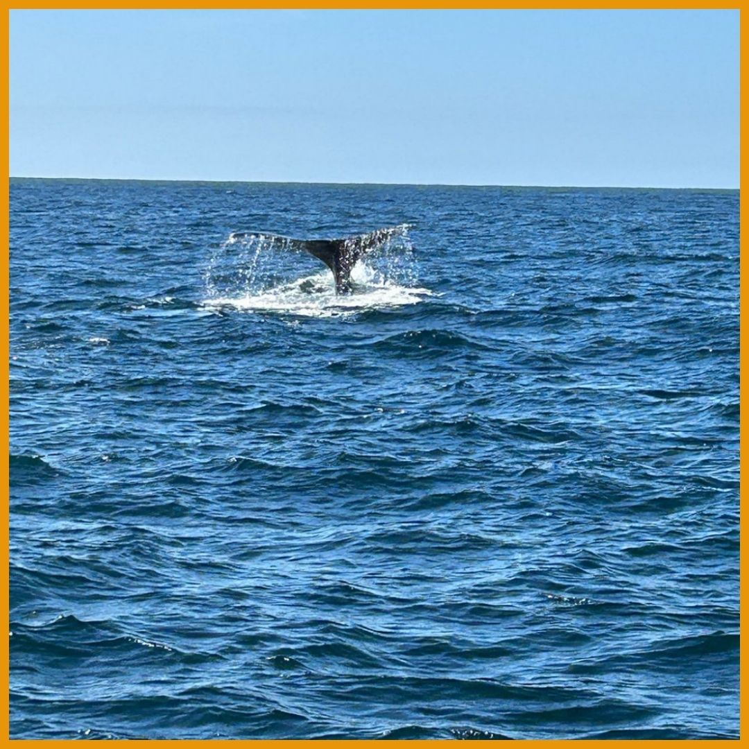whale fluke splashing above water
