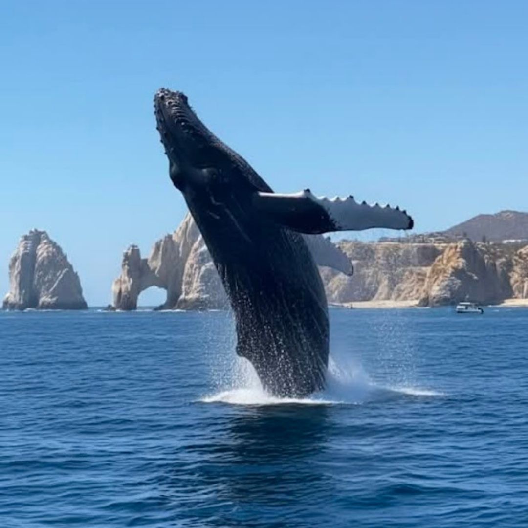 whale jumping out of ocean for whale watching tour