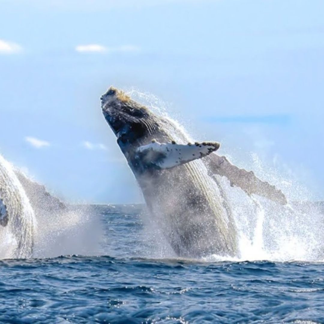 whale breaching the surface in Cabo