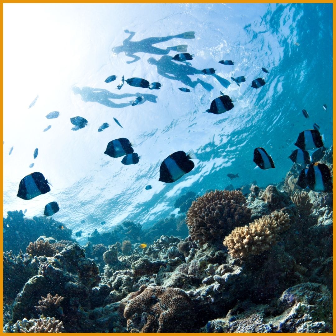 Cabo snorkling views