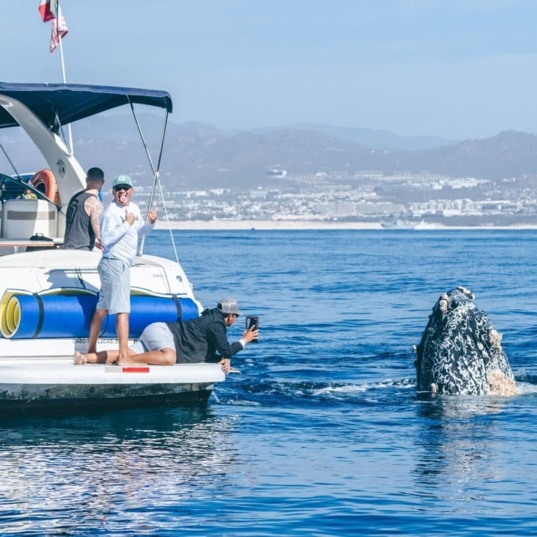 whale watching tour boat in Cabo